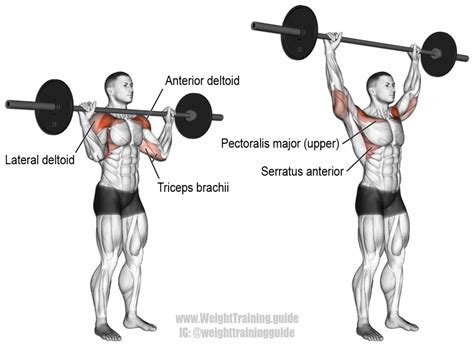 Core No matter what variation of the overhead press you do (military press, barbell overhead press, dumbbell overhead press, etc.) you’ll primarily target the trio …